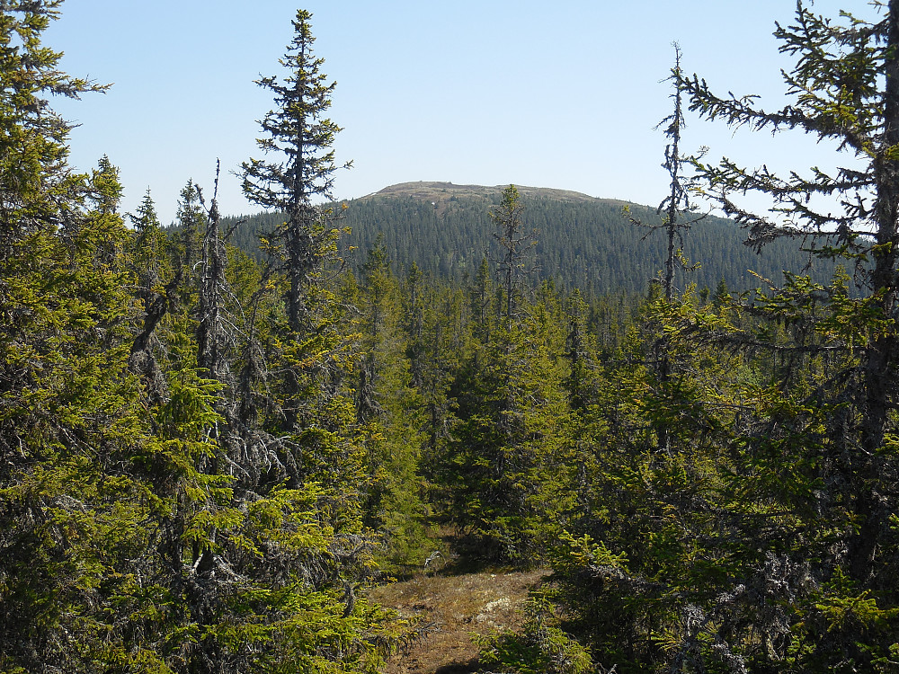 Fagerfjellet fra Jukulen.