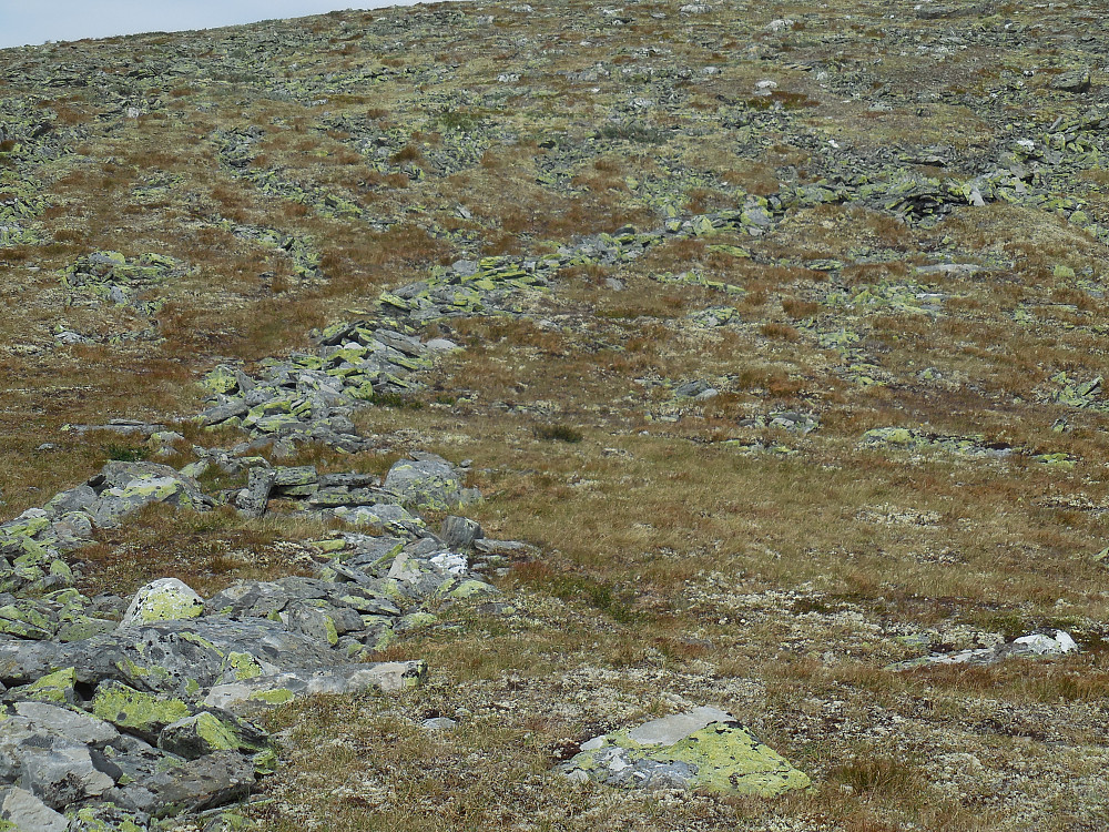Et gammelt stein/ledegjerde mellom toppene på Kviknegråhø.
