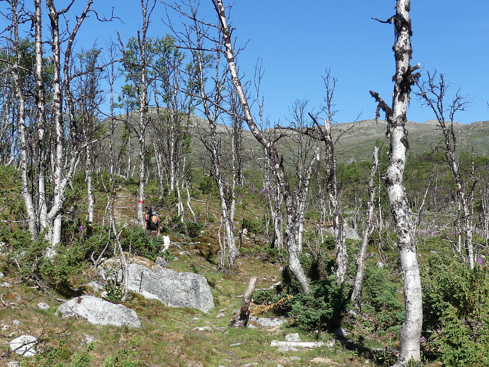 Etter stien inn til Oskampbu. Bjørka viser tydlige spor etter angrep fra fjellbjørkemåleren.