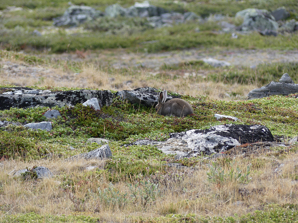 Beitende hare i Aurdalen.