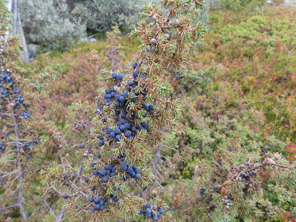 Fjelleiner med mye blå(fjorårets) og grønne(årets) bær.