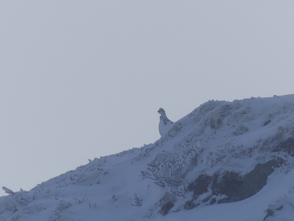 Fjellrypestegg.