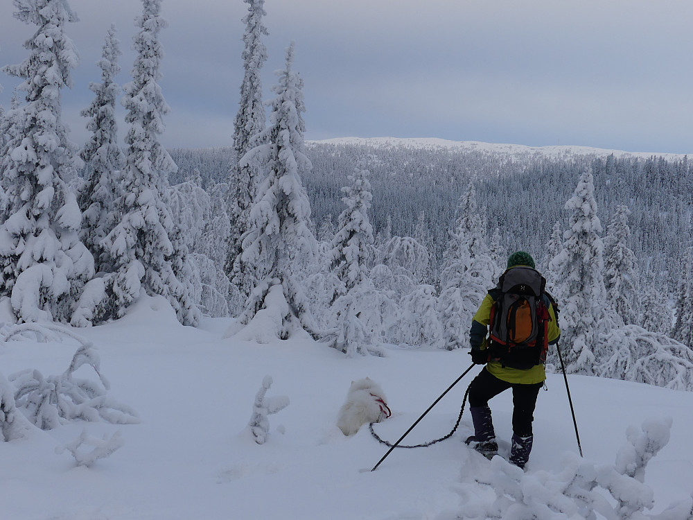 På Tørrberget, 801 moh. med utsikt til Fagerfjellet.