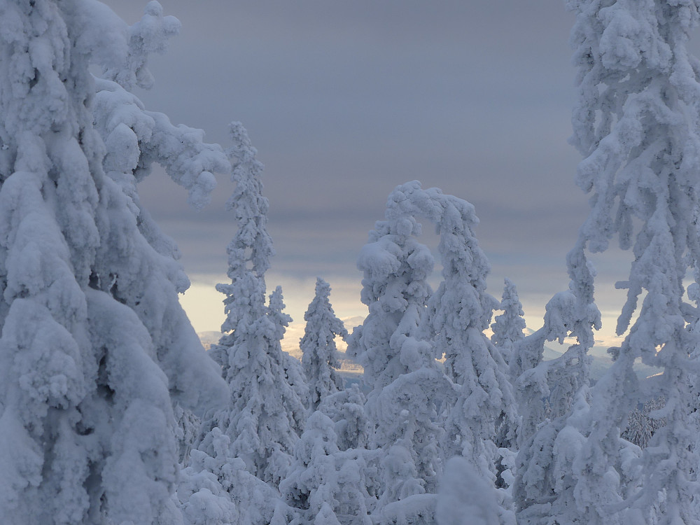 Vakkert i skogen i dag.