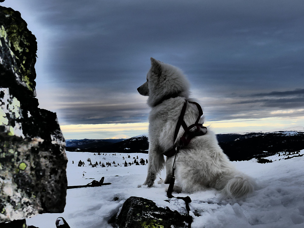 Anton på Gråfjellet, 1009 moh.