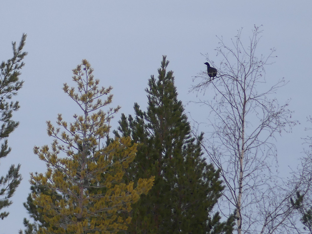 En av mange orrfugler i bjørkene på Langmyra.
