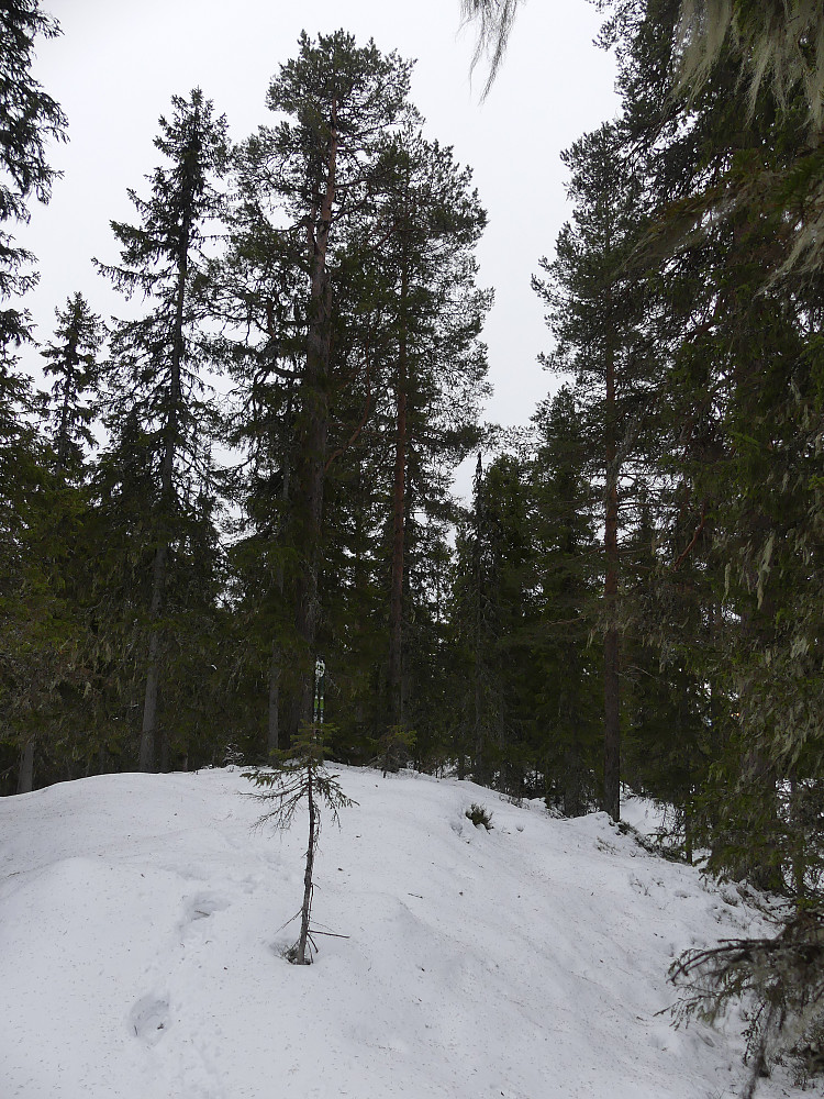 Sørøst for Skjeråsen, 512 moh., vinterbesteget.