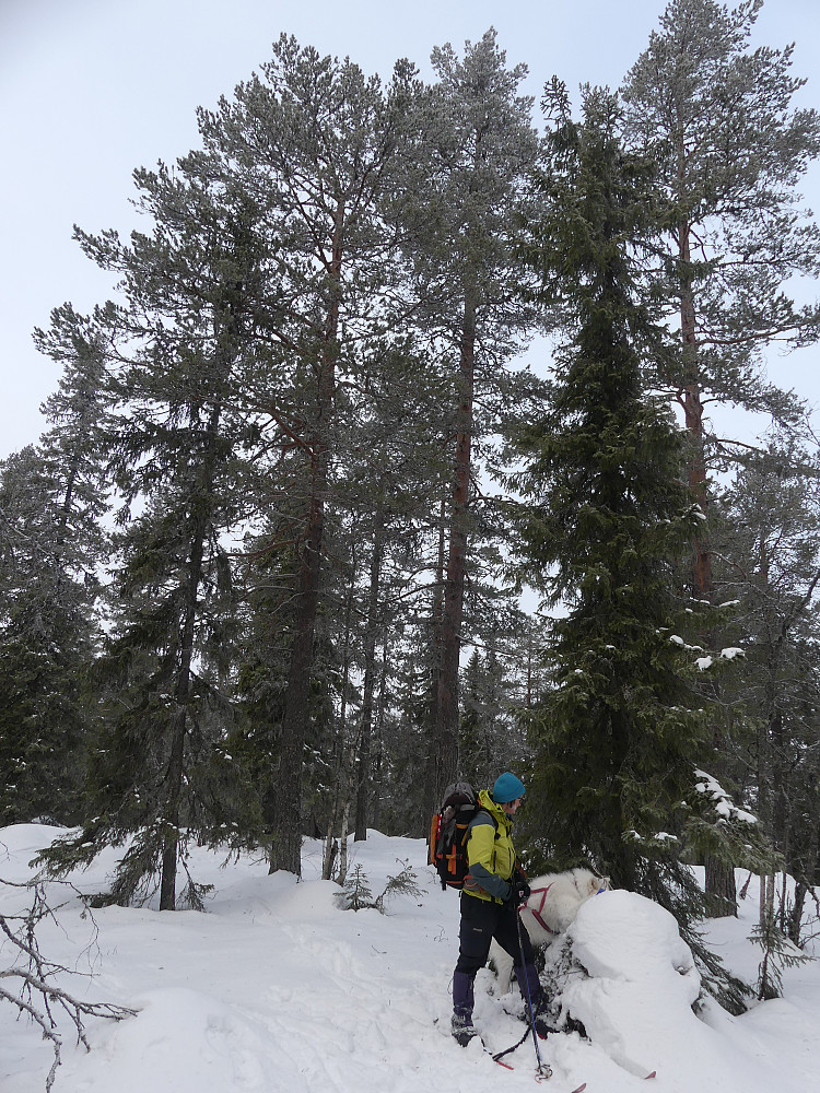 Ved den høyeste tua på Skjeråsentoppen, 613 moh.