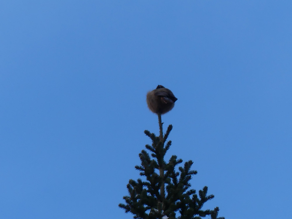 Skal forestille ei lavskrike.