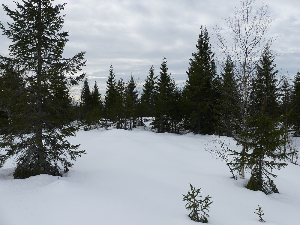 Og slik så det ut på toppen av Vesteråsen, 596 moh.