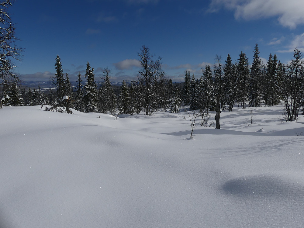 Ved Tørråsen.