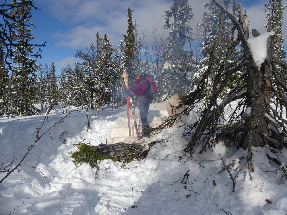 Bålrast i gammel fjellskog.