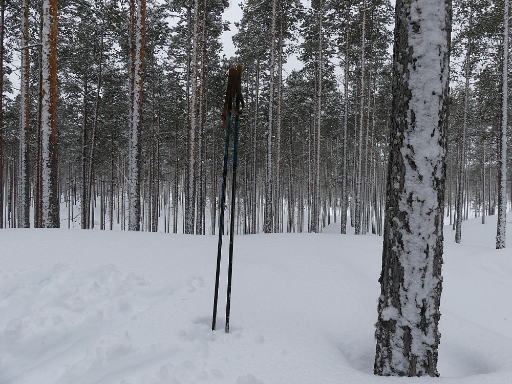 På toppen av Svantjennshaugen, 315 moh. er man omringet av rettstammet og blank furu.