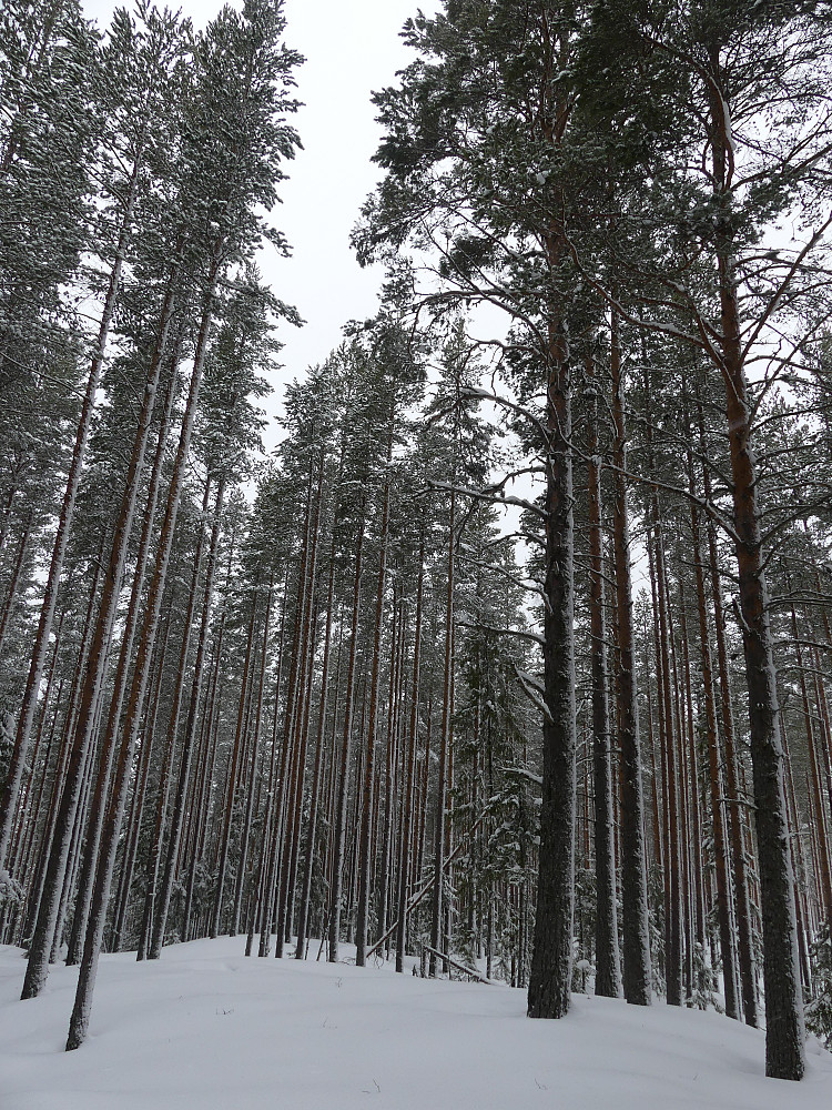 Bjørnberget, 328 moh.