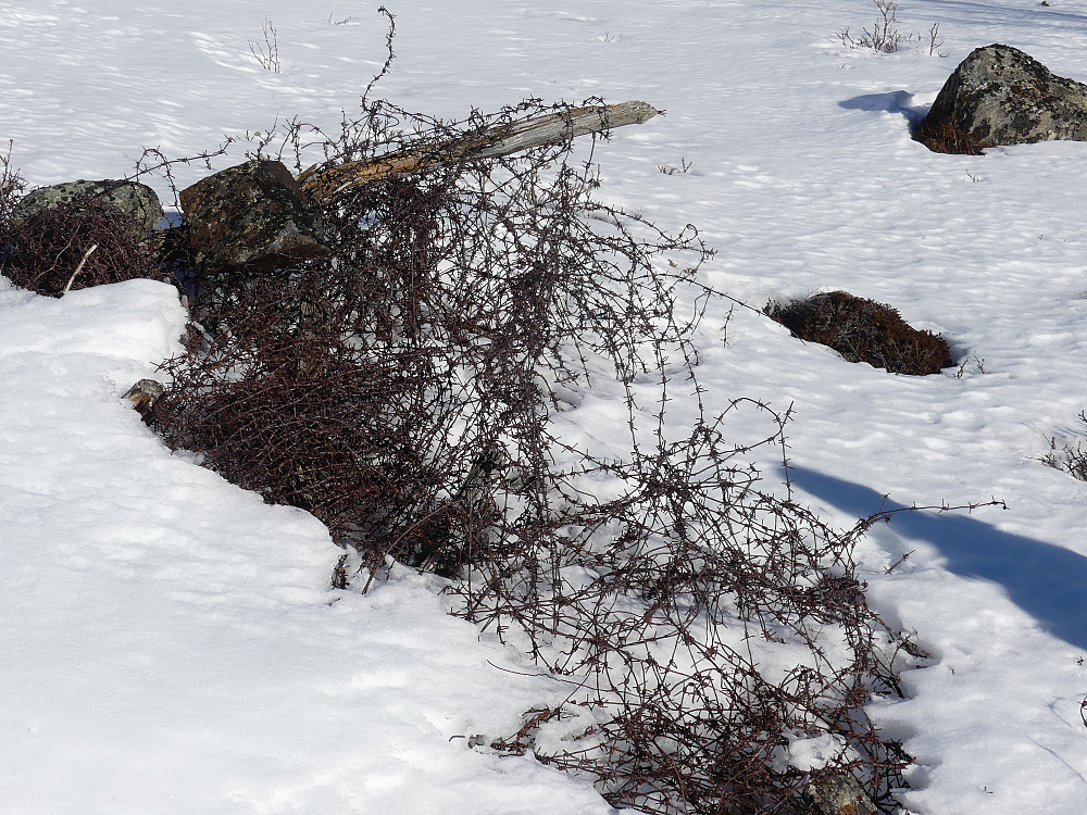 Gammel piggtrådvase passer dårlig inn i Fokstugu landskapsvernområde og bør fjernes!