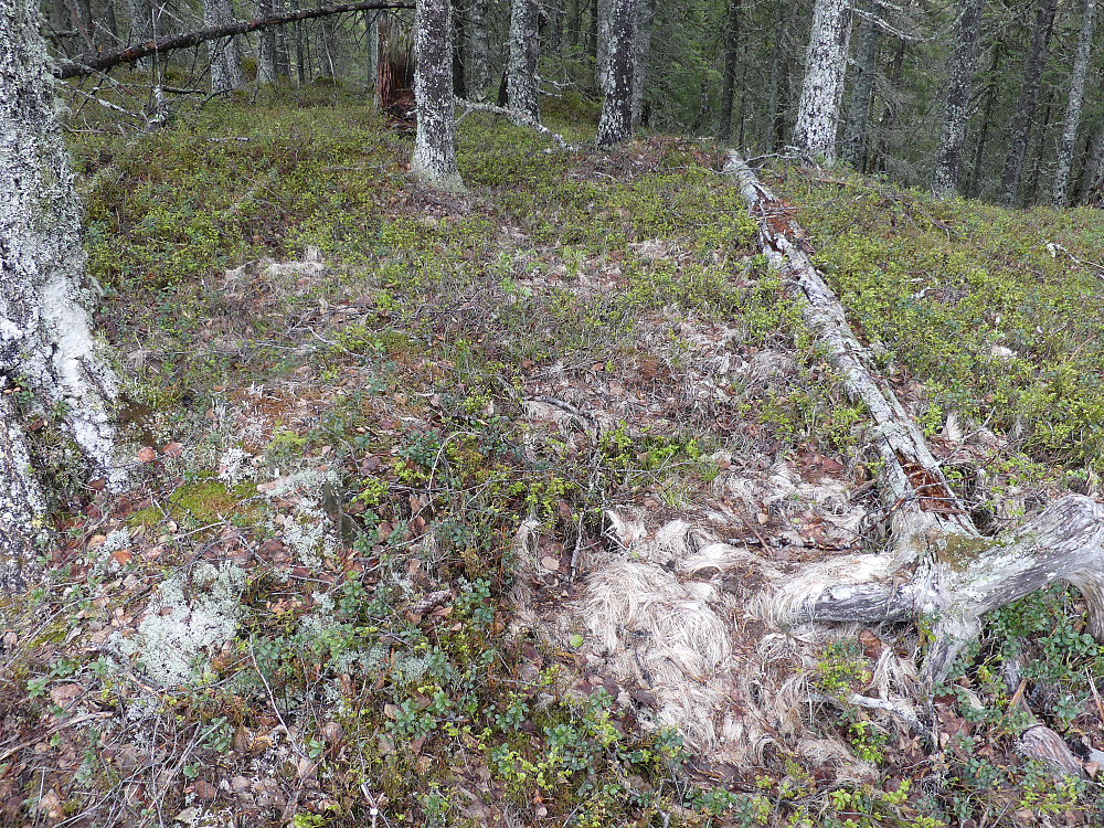 Rester etter en elg på høyeste Granåsen Sør, 482 moh.