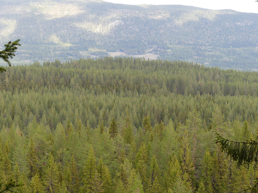 Kolbuåsen neste.