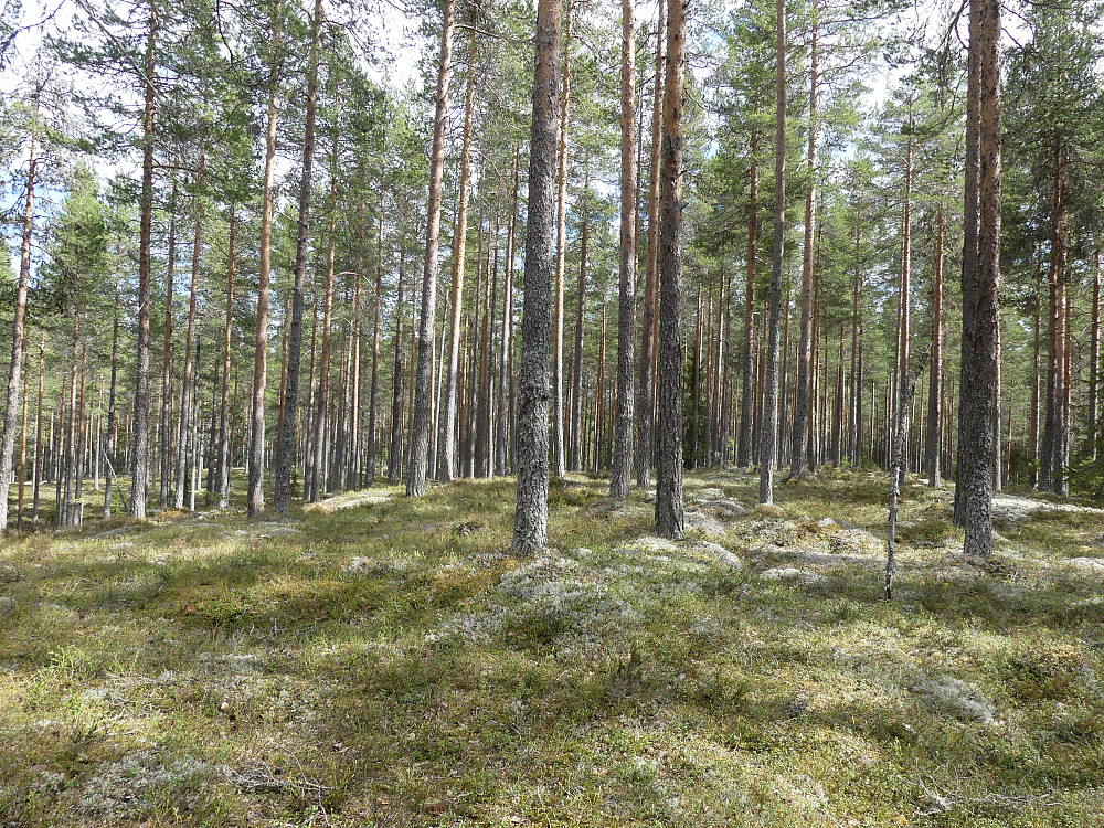 På Kolbuåsen Vesttoppen, 323 moh.