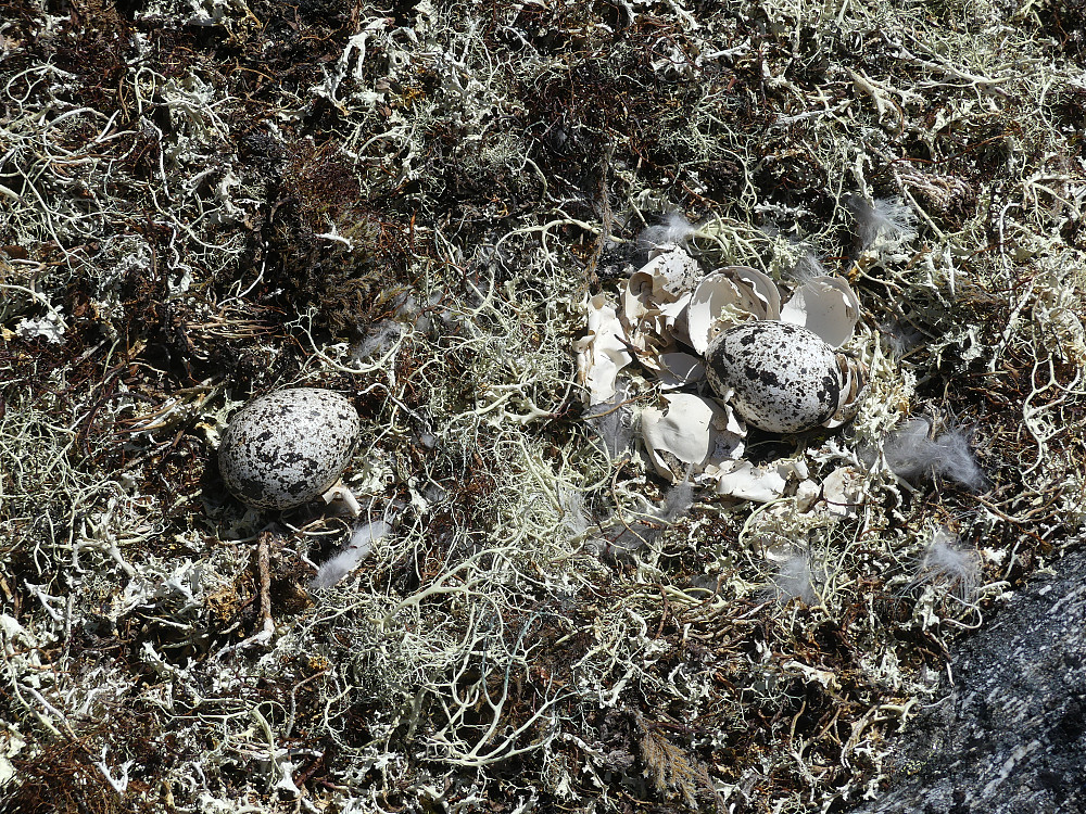 Fjellrypereir med 2 uklekte egg. Reiret lå på ca. 1850 moh.