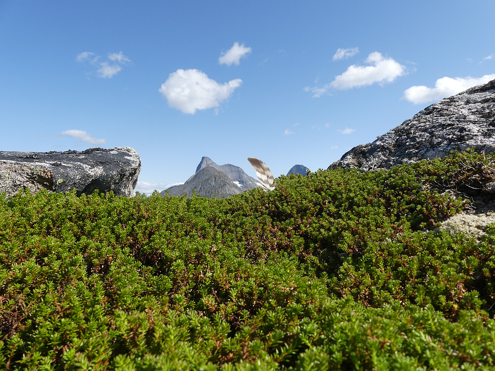 Fuglfjordfjellet har hatt besøk av en fjellvåk.