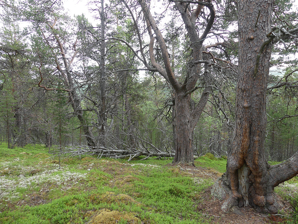 Fin, gammel krokskog.