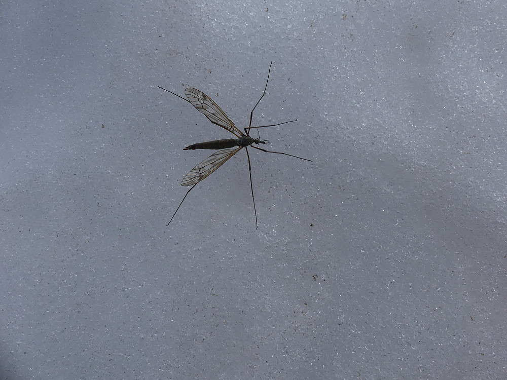 Påfallende mange av disse på breen i dag. Denne hjalp jeg over på tørt land.