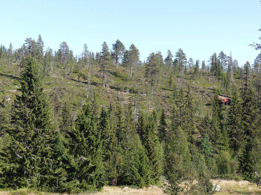 Her forsvinner siste rest av gammelskogen ved Hovddalen!