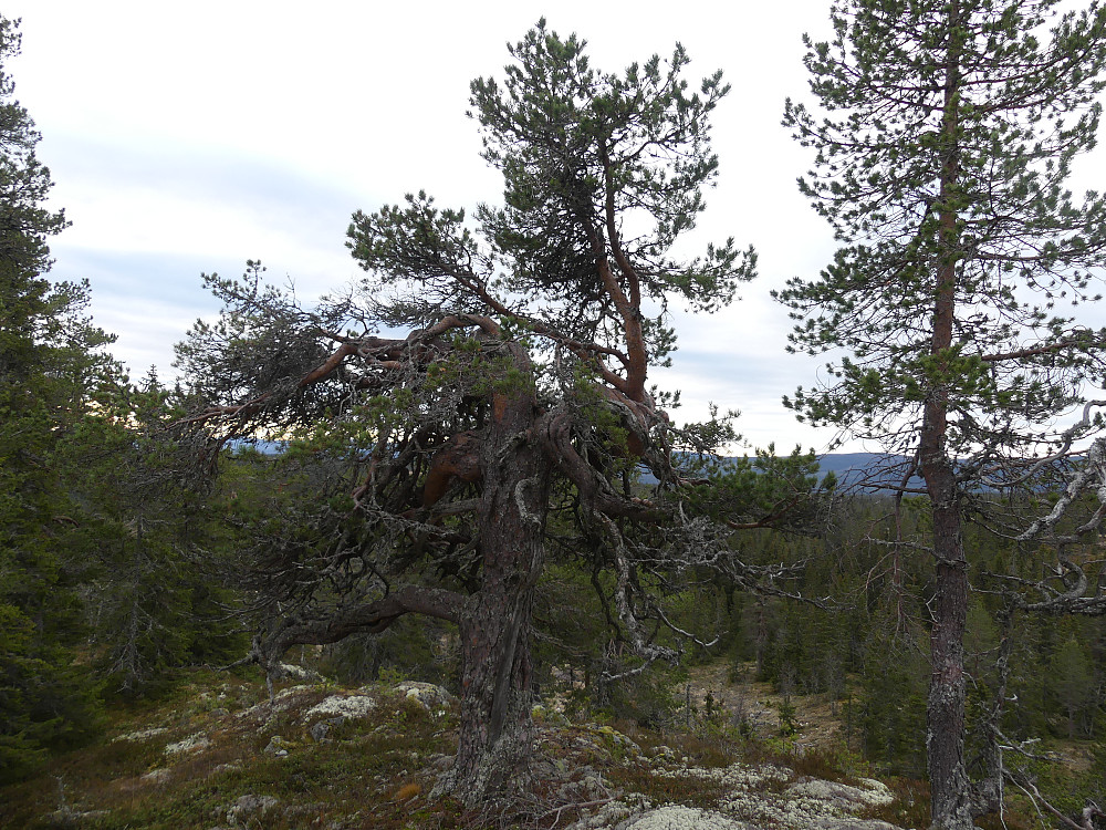 "Fønhusfuru" på Fugleåsen.