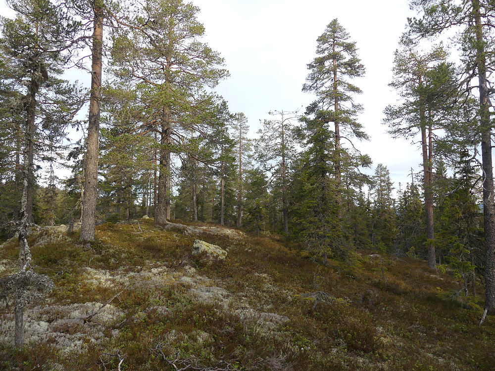 På Nordøst for Kloppåsen, 595 moh.