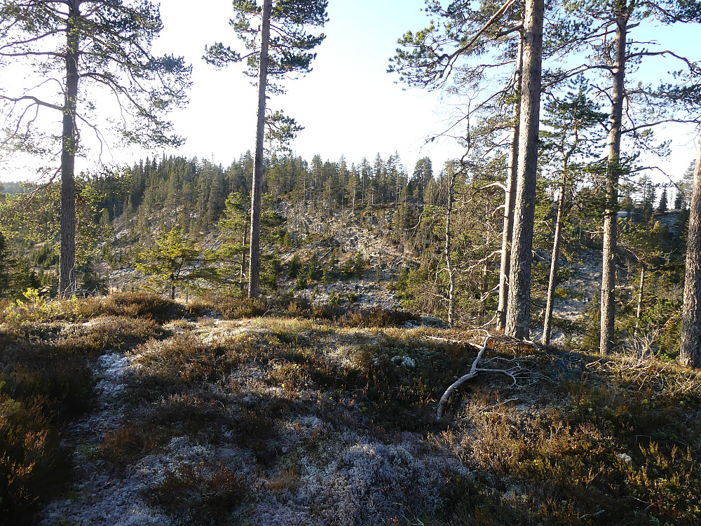 Fra Nordnordøst for Tørråsen, 663 moh. og mot selve Tørråsen.