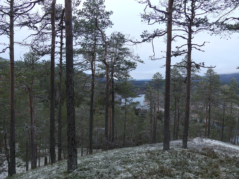 Fra Øst for Ulvbergsdalen, 307 moh. ser vi nordover langs Renaelva og mot Løsset.