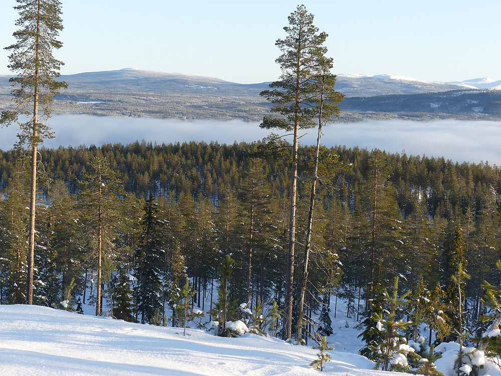 Blikufjellet skimtes mellom furuene.