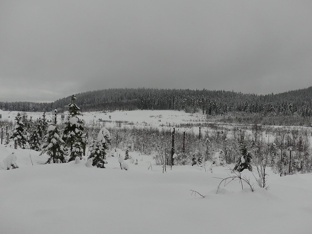 Vinterlig på Løvåsen.