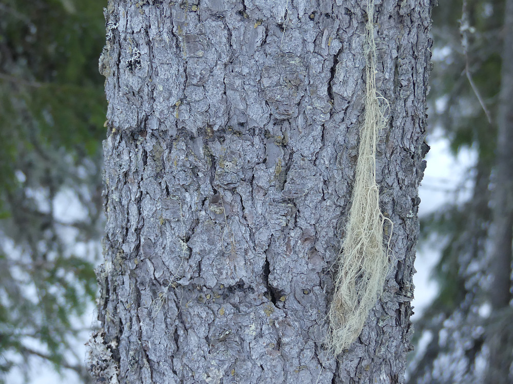 Tretåspettringing og gubbeskjegg; to gammelskogselementer.