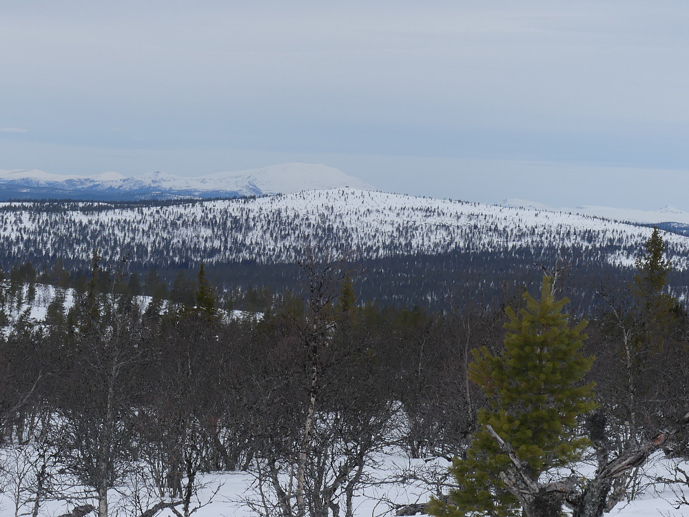 På den andre siden av Mistra ligger Kvernnesvola med åpen brannhytte på toppen. Tronfjell i bakgrunnen.