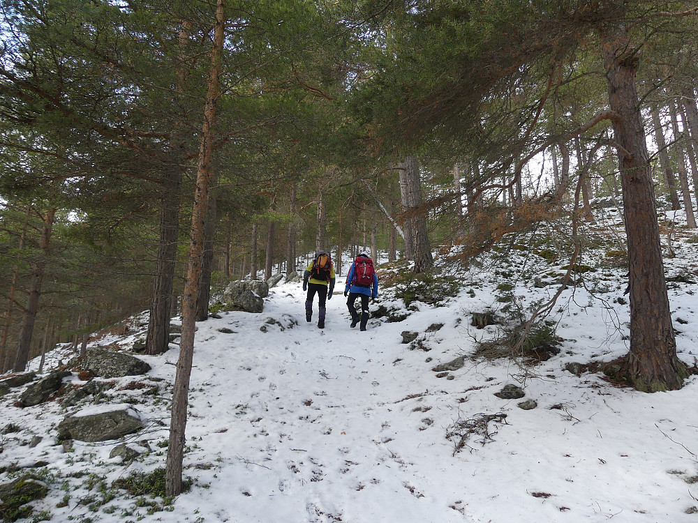 Turid og Mari i tet opp gjennom Frisvollskogen.
