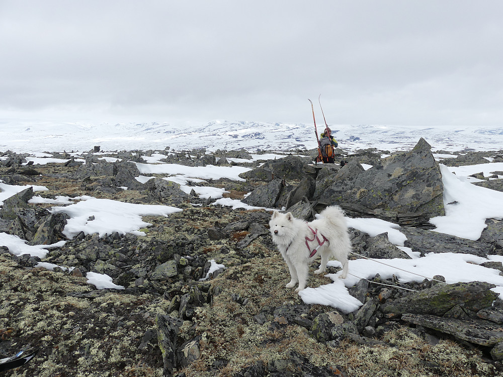 Toppen av Avsjøhøe, 1635 moh., blir besteget til fots.