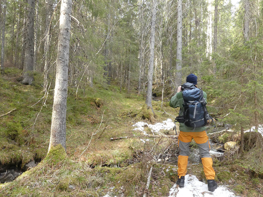 I nedre del av Kvannbekken naturreservat. Morten er i ferd med å forevige gammelskogen.