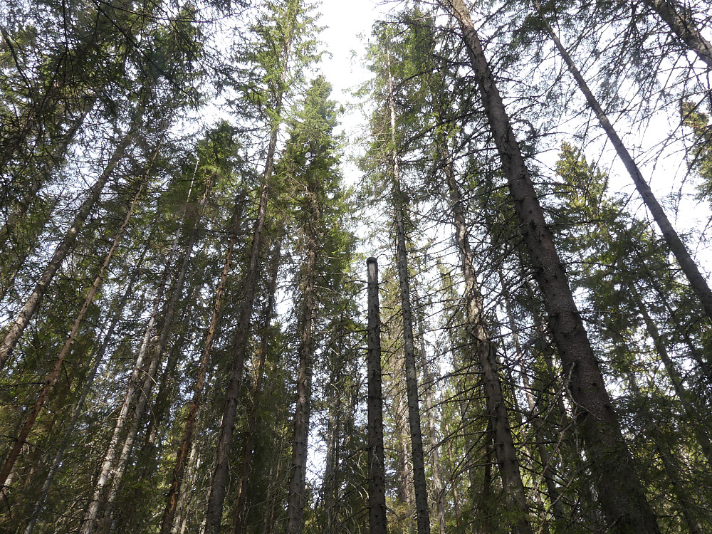 Gammel granskog med trostereir på toppen av høystubben.