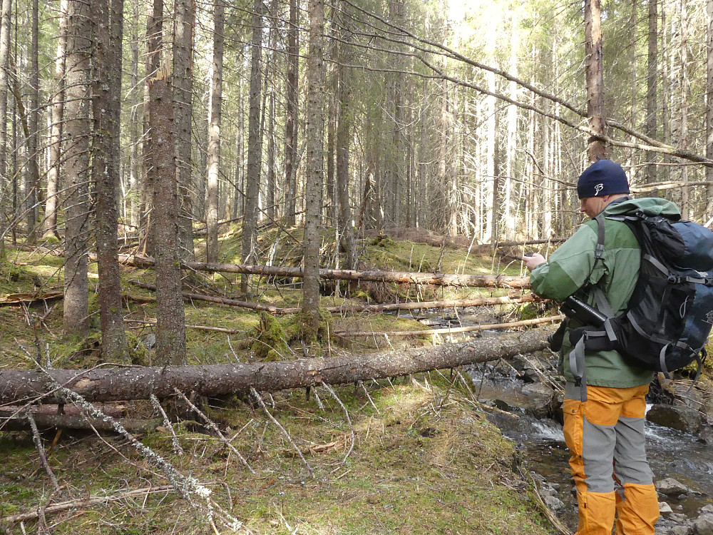 Det er desverre ikke mange slike flotte skogsområder igjen i Åmot!