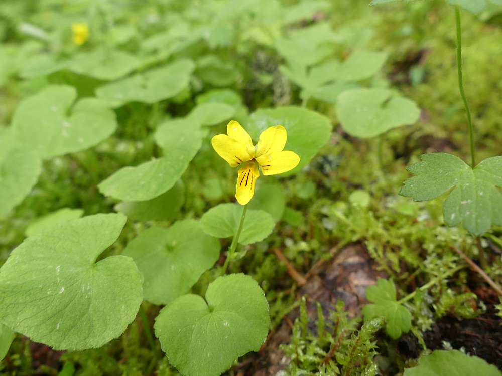 Fjellfiolen kan også vokse i tjukke granskogen!