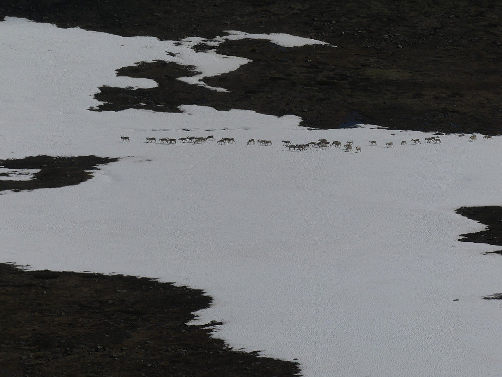En reinsdyrflokk på ca. 50 dyr trekker over Vålåsjøhøe.