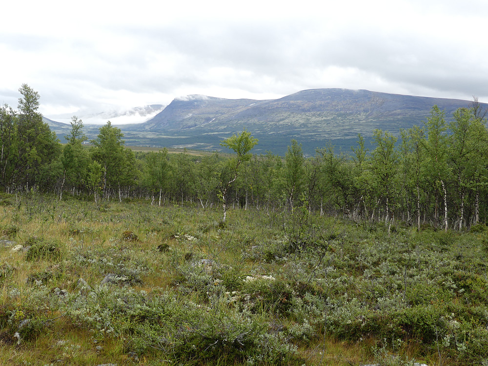 Ei glenne i den tette bjørkeskogen gir utsikt til Blåberget og Blåhøe.