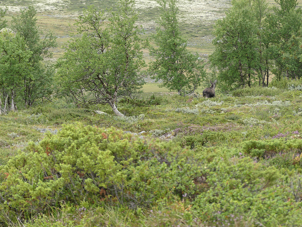 Oppe i Bekkeslågån går vi oss på 2 elger; ei kolle med kalv.