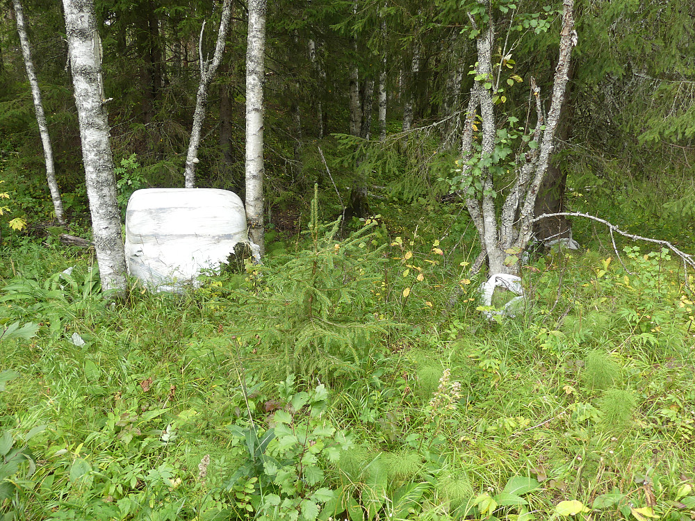 Den har kommet med elva og slått seg ned langt inne i skogen!