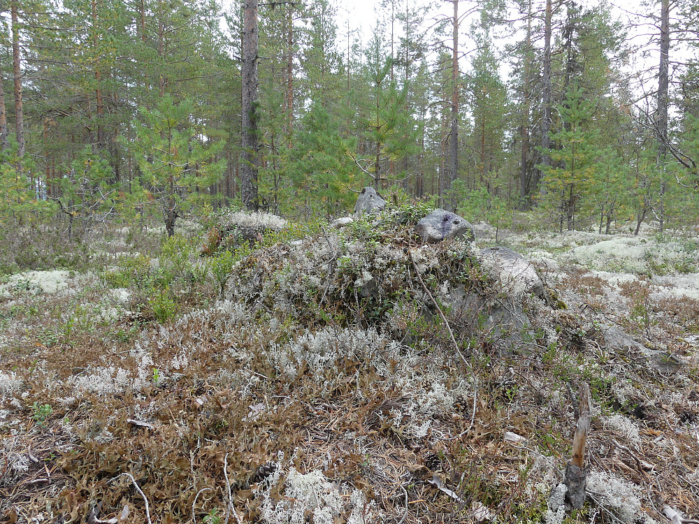 Røysa på toppen av Øst for Glomstadmyra, 301 moh.