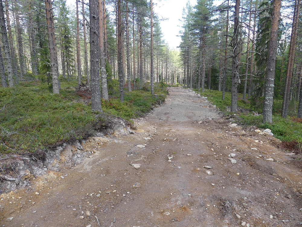 Typisk åmotnatur 1: Skogsbilveier. Her skal det egentlig bare være en sti!