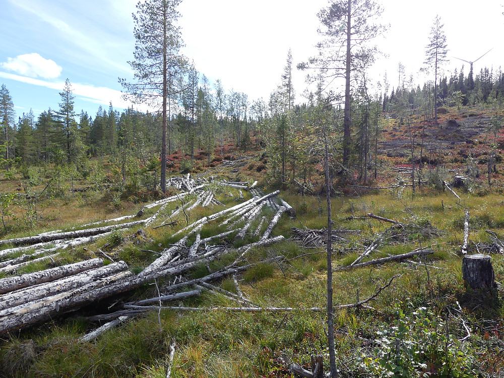 Typisk åmotnatur 2: Skogsdrift med store kjøreskader og igjenglemt virke.