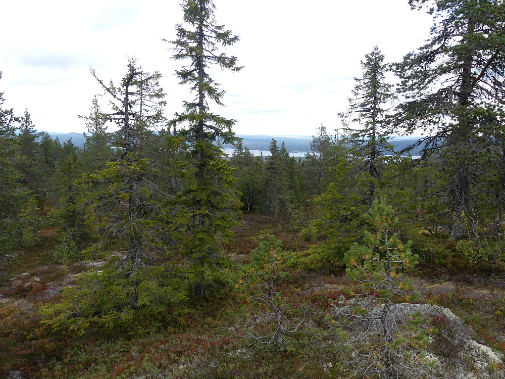 Kraggåstoppen, 768 moh. gir litt utsikt til Osensjøen.