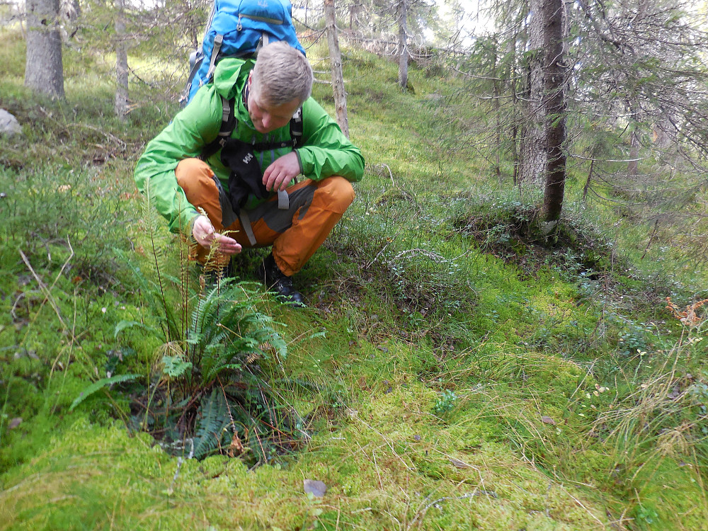 Morten studerer en bjørnekam, bare et par meter inn på rett side av grensa. Åmot sitt andre funn av arten.